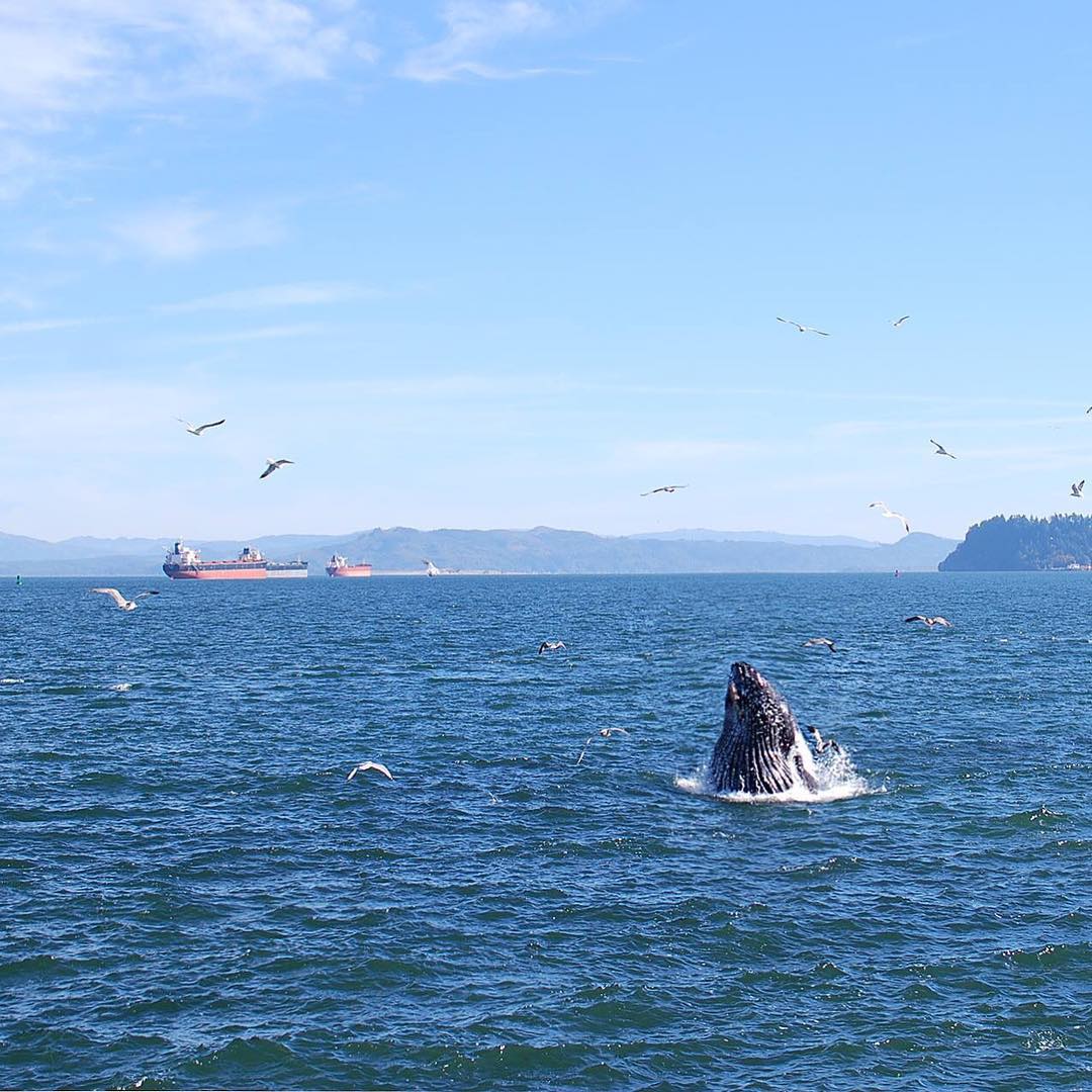 Whale Watching Oregon Coast