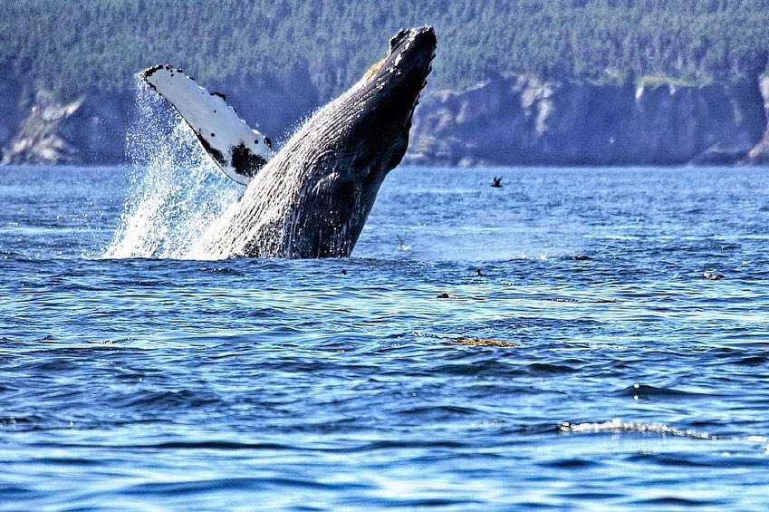 Meet Whale Watching Experts - Whale Watching Spot